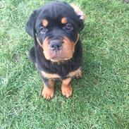 Rottweiler  Franco 
