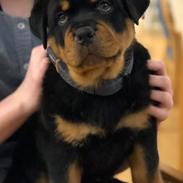 Rottweiler  Franco 