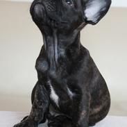 Fransk bulldog Molosshuset The Emperor's New Clothes