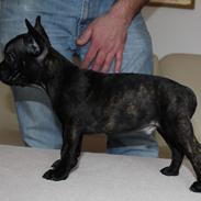 Fransk bulldog Molosshuset The Emperor's New Clothes