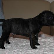Fransk bulldog Molosshuset The Emperor's New Clothes