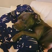 Staffordshire bull terrier Det er lige mere