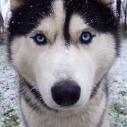 Siberian husky Koda