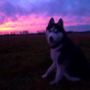 Siberian husky Koda