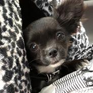 Chihuahua Jizzla Bonita