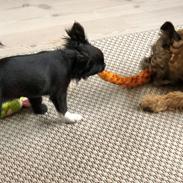 Chihuahua Jizzla Bonita