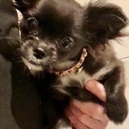 Chihuahua Jizzla Bonita