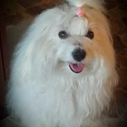Coton de tulear Princess Scarlett