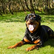 Rottweiler Buddha