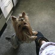 Yorkshire terrier Oscar