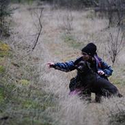Labrador retriever Haulundgårds Naja "Liva"