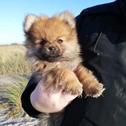 Pomeranian Alou 