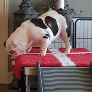Engelsk bulldog Freya