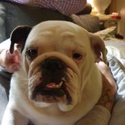 Engelsk bulldog Freya