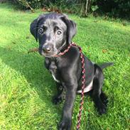 Labrador retriever Indiana