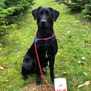 Labrador retriever Indiana