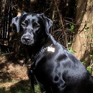 Labrador retriever Indiana