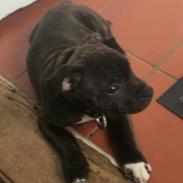 Staffordshire bull terrier Lundgaards Scar *Charlie*