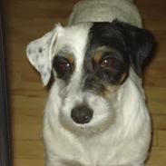 Jack russell terrier Anton