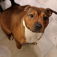 Staffordshire bull terrier Dambergs Isabella 