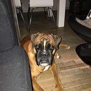 Boxer Von Ellinghaus Indurain (kaldes Ilio)