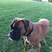 Boxer Von Ellinghaus Indurain (kaldes Ilio)