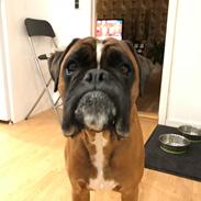 Boxer Von Ellinghaus Indurain (kaldes Ilio)