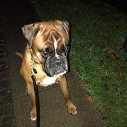Boxer Von Ellinghaus Indurain (kaldes Ilio)