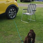 Cocker spaniel Mandey