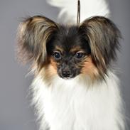 Papillon Hemias joy Caesar the Almigthy "Charlie"