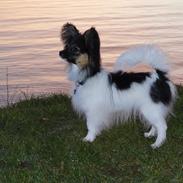 Papillon Hemias joy Caesar the Almigthy "Charlie"