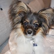 Papillon Hemias joy Caesar the Almigthy "Charlie"