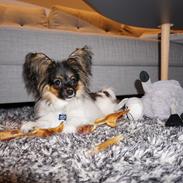 Papillon Hemias joy Caesar the Almigthy "Charlie"