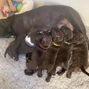 Staffordshire bull terrier Precious staff´s Be a x-mas Light // Vito