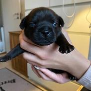 Staffordshire bull terrier Precious staff´s Be a x-mas Light // Vito