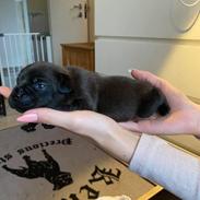 Staffordshire bull terrier Precious staff´s Be a x-mas Light // Vito