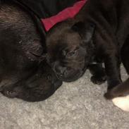 Staffordshire bull terrier Precious staff´s Be a x-mas Light // Vito