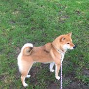 Shiba Engel von kanni hargarding