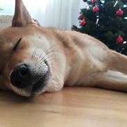 Shiba Engel von kanni hargarding