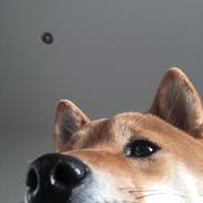 Shiba Engel von kanni hargarding