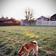 Shiba Engel von kanni hargarding