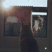 Shiba Engel von kanni hargarding