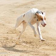 Podenco ibicenco Picasso