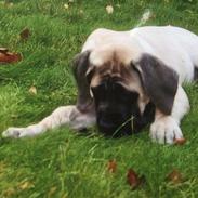 Mastiff Cleo “Himmelhund”