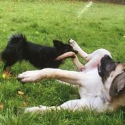 Mastiff Cleo “Himmelhund”