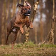 Rhodesian ridgeback Hazinas 7th Galactic Cosmos "Sam"