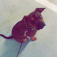 Blanding af racer Gizmo