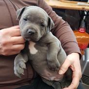 Staffordshire bull terrier Aslan