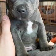 Staffordshire bull terrier Aslan