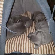 Staffordshire bull terrier Aslan